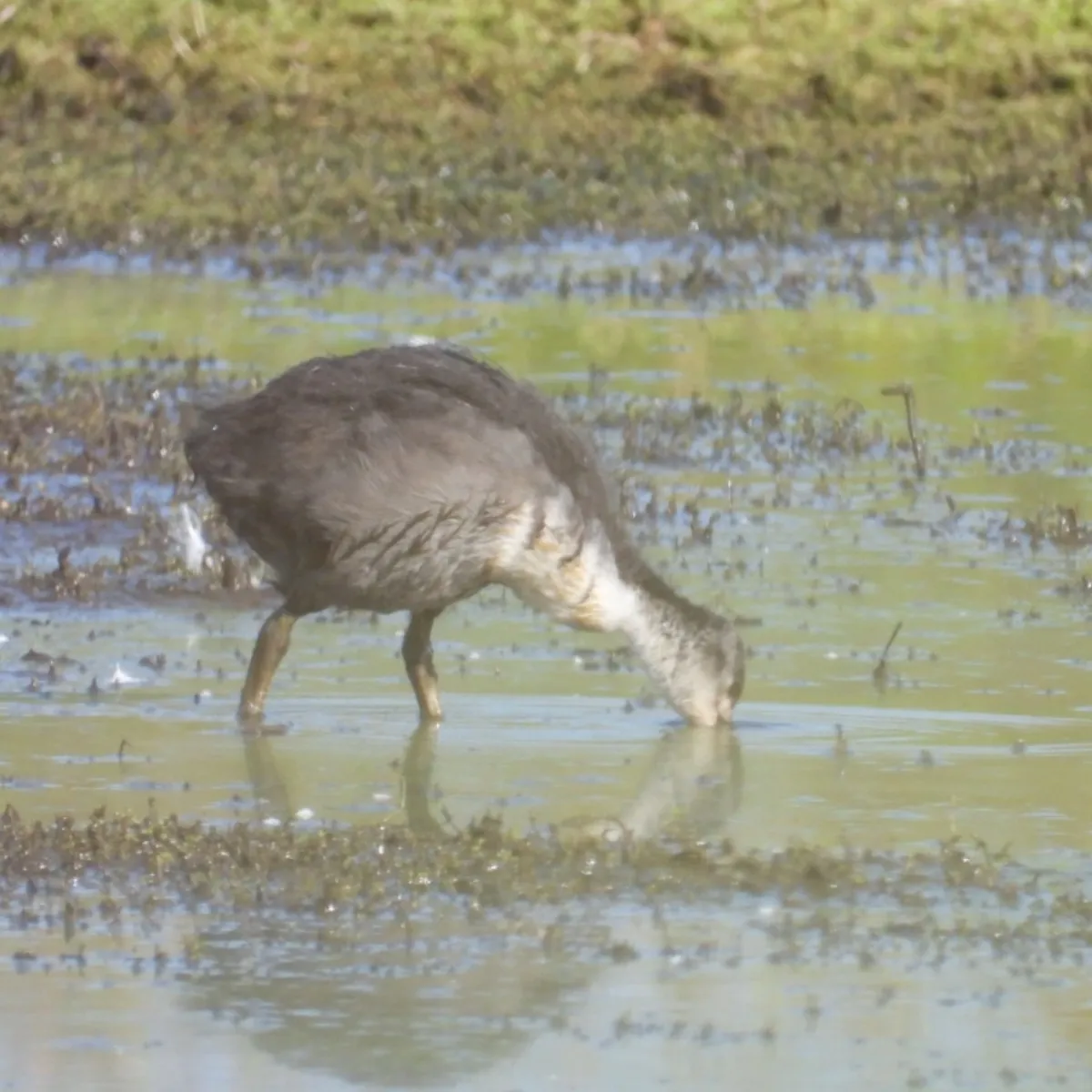 Waargenomen Meerkoet