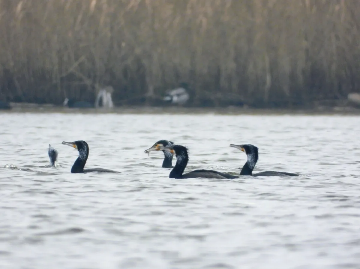 Spotted Great Cormorant