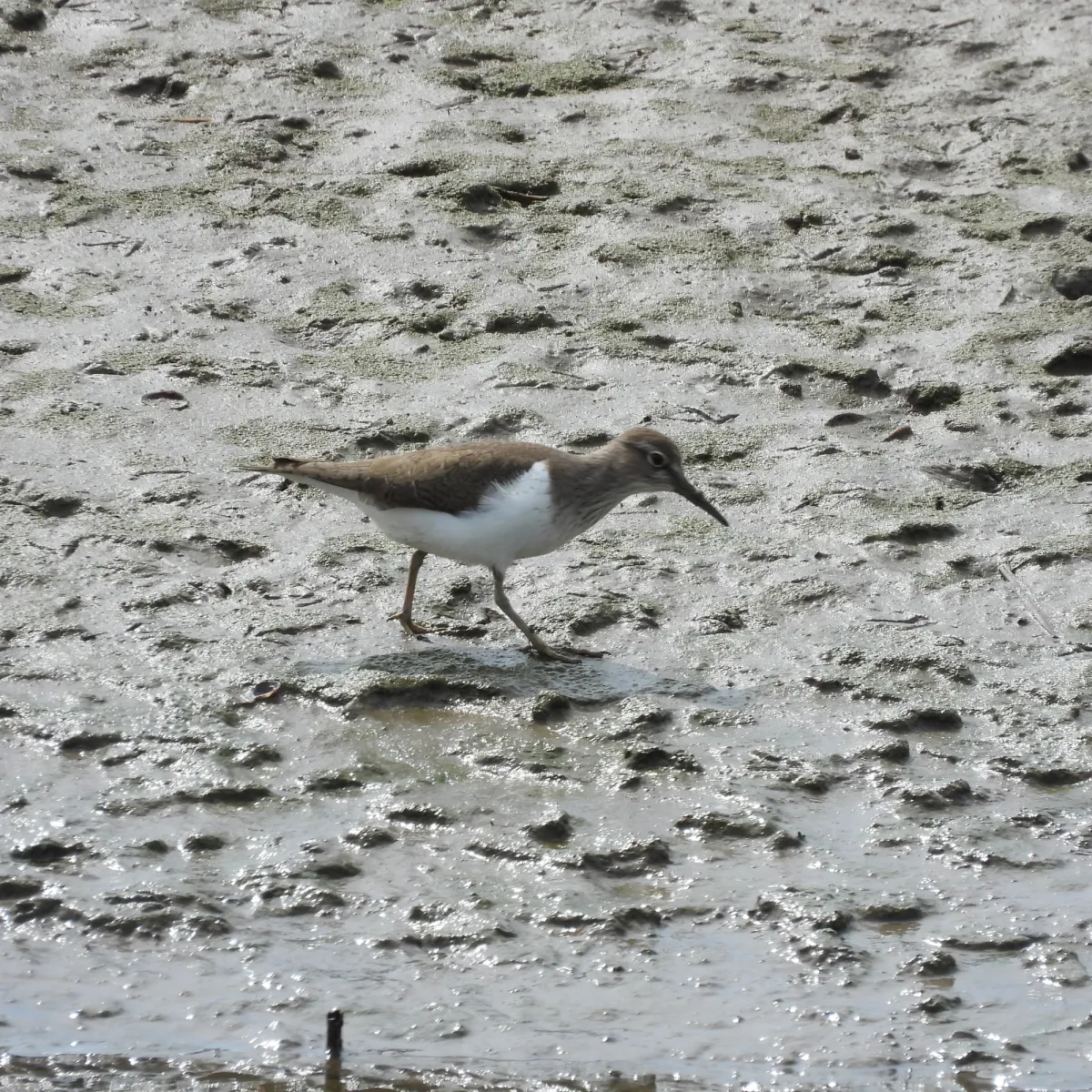 Spotted Common Sandpiper