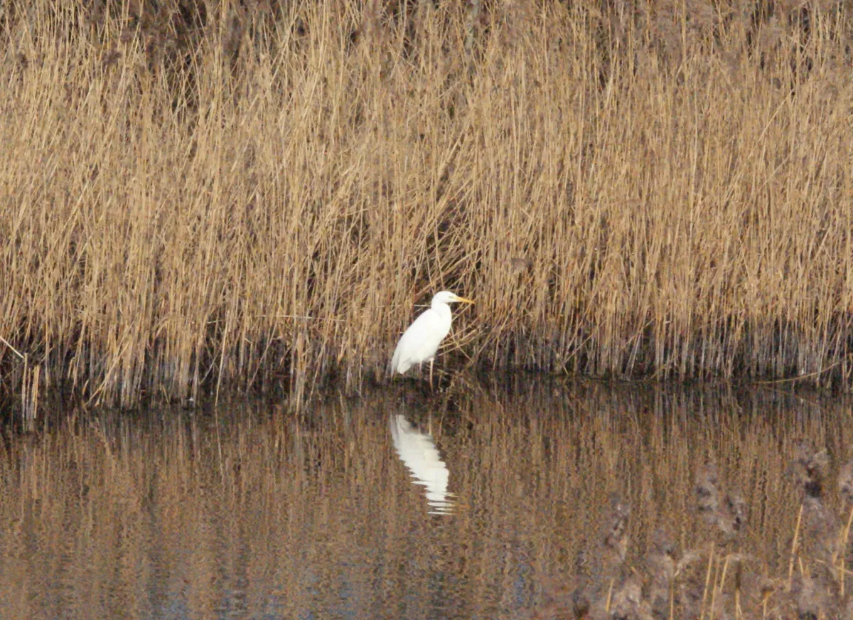Gespotte Grote zilverreiger