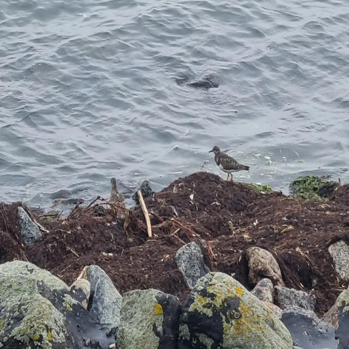 Spotted Ruddy Turnstone