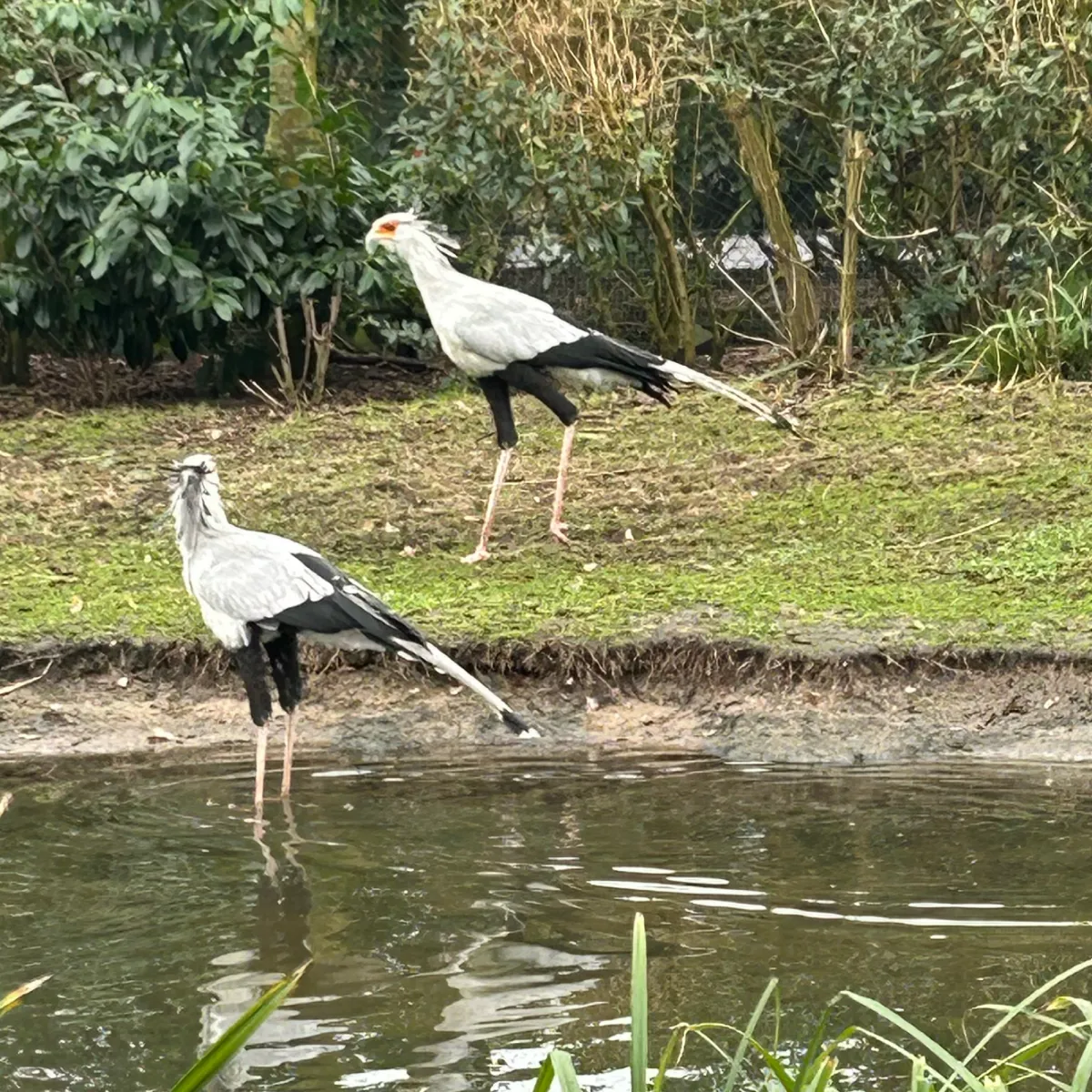 Gespotte Secretarisvogel