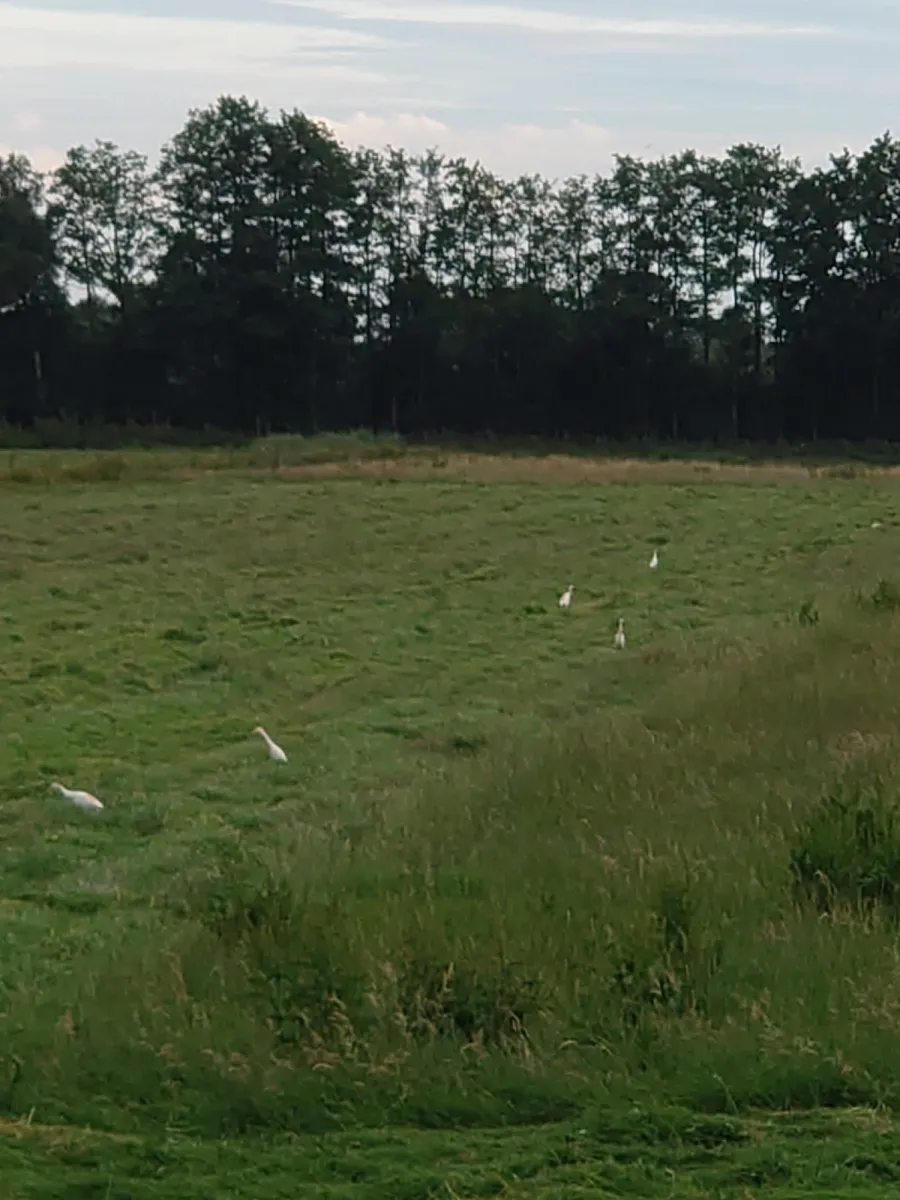 Waargenomen Westelijke koereiger