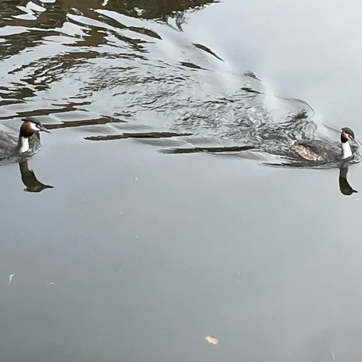 Spotted Great Crested Grebe