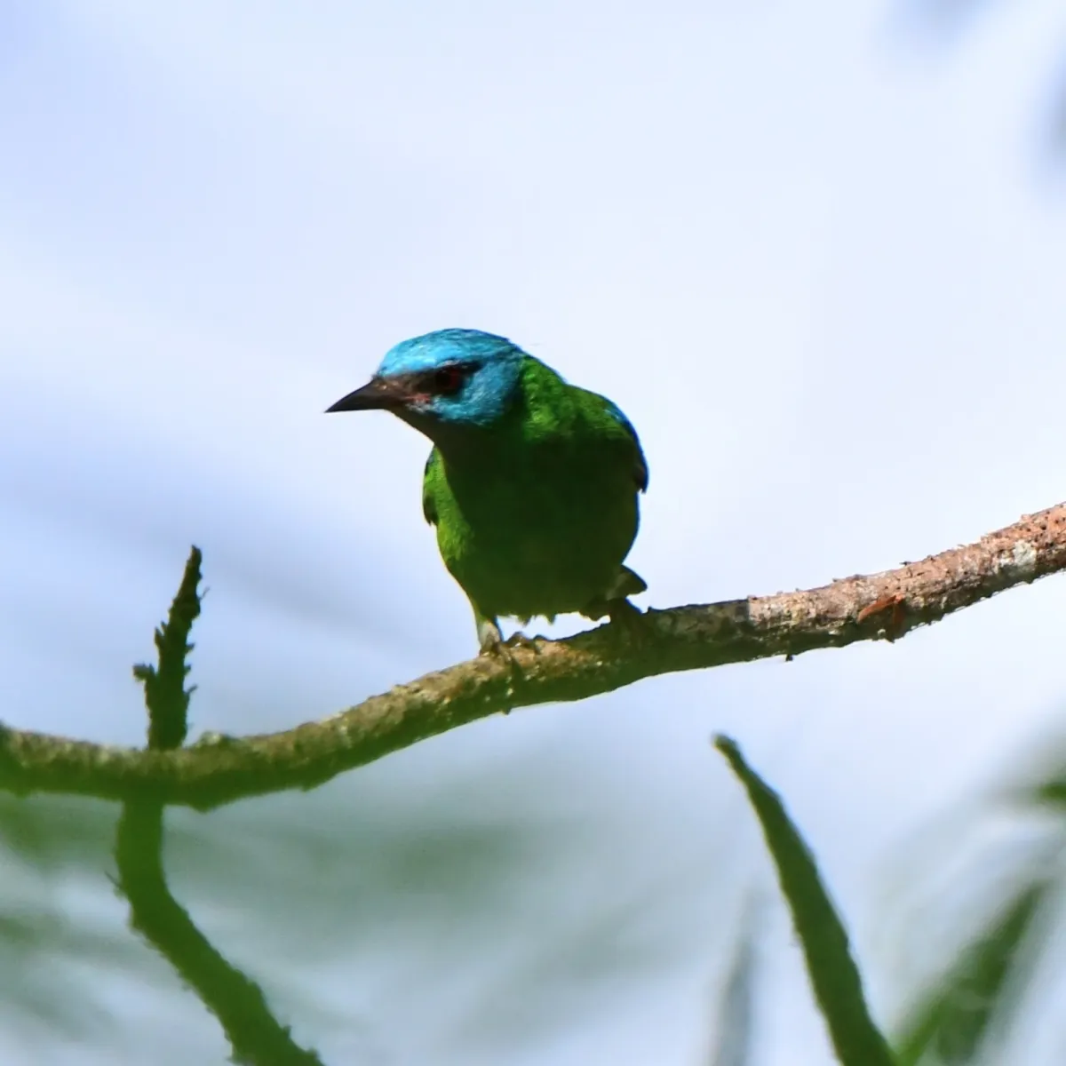 Spotted Blue Dacnis