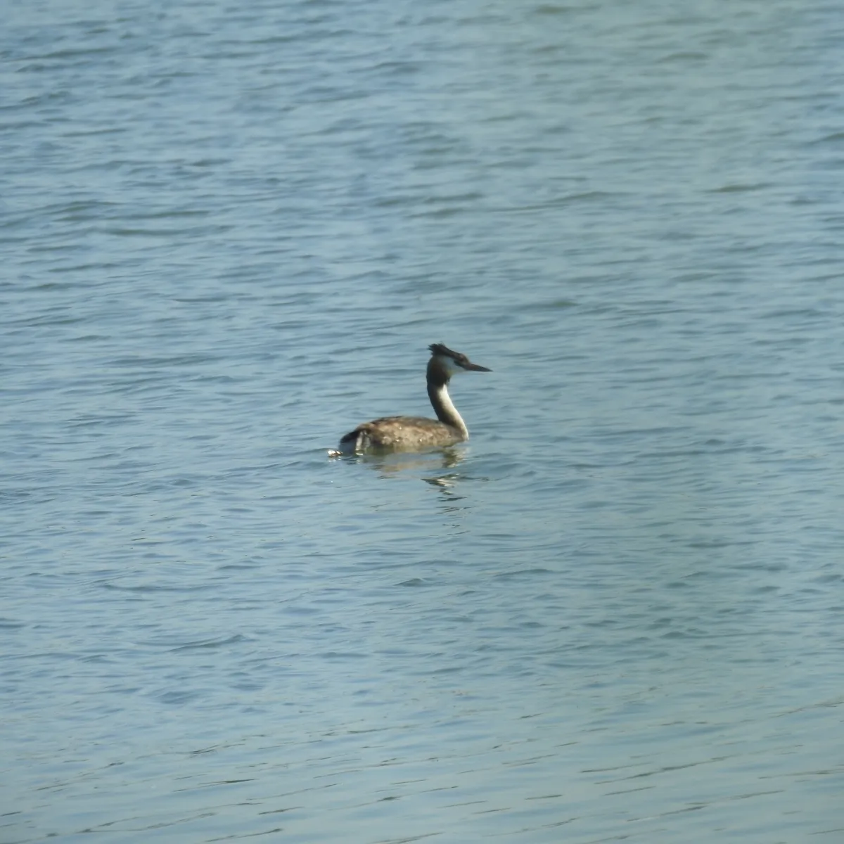 Spotted Great Crested Grebe