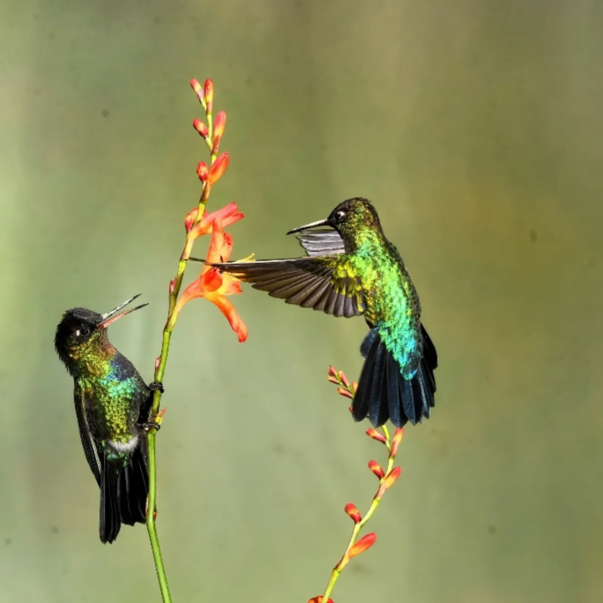 Gespotte Irazukolibrie