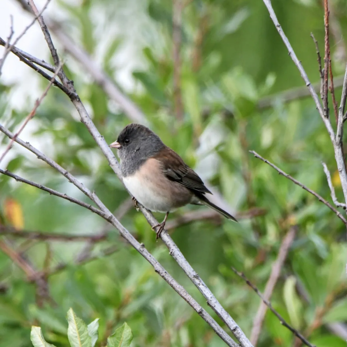 Gespotte Grijze junco