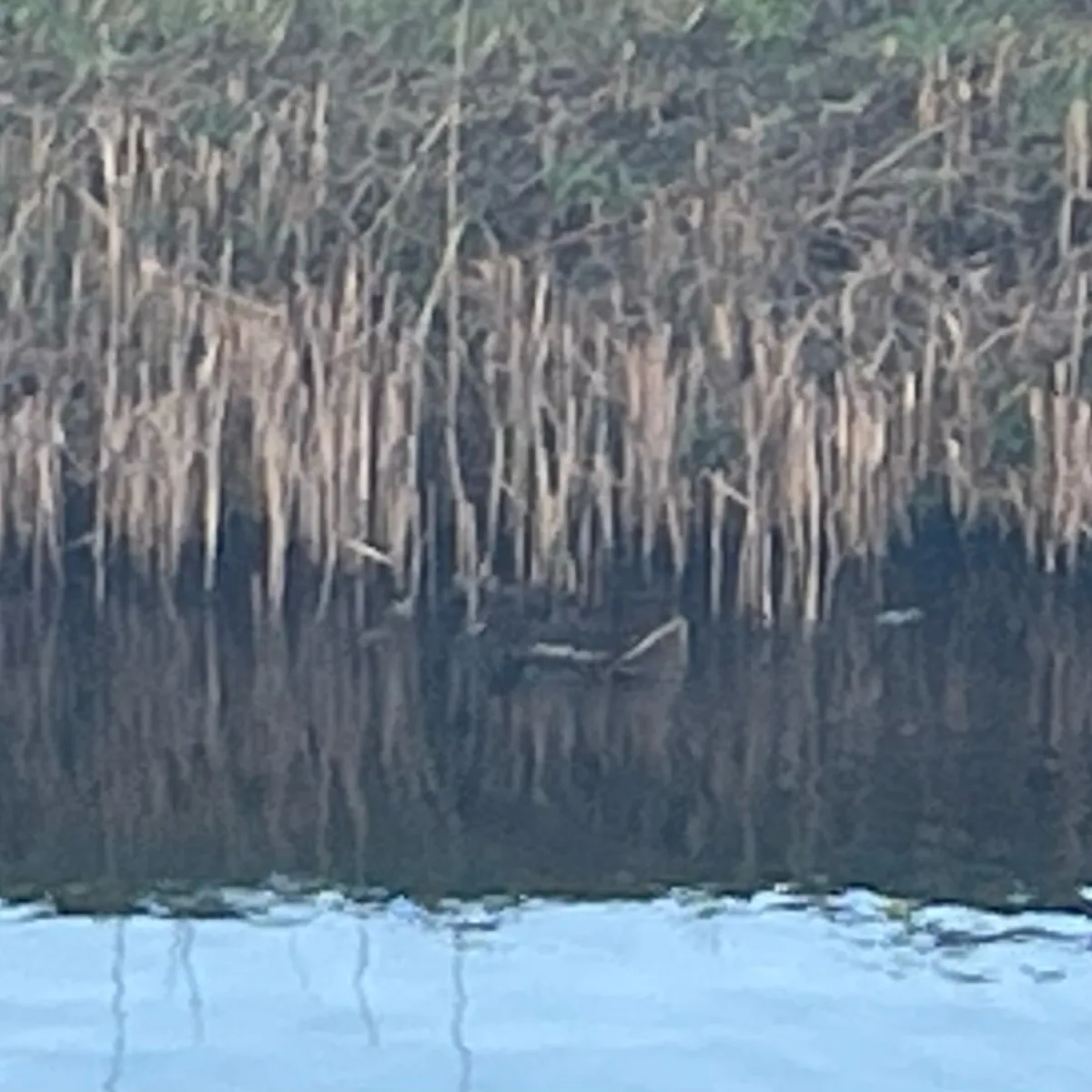Spotted Eurasian Moorhen