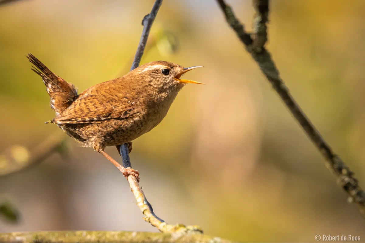 Gespotte Winterkoning