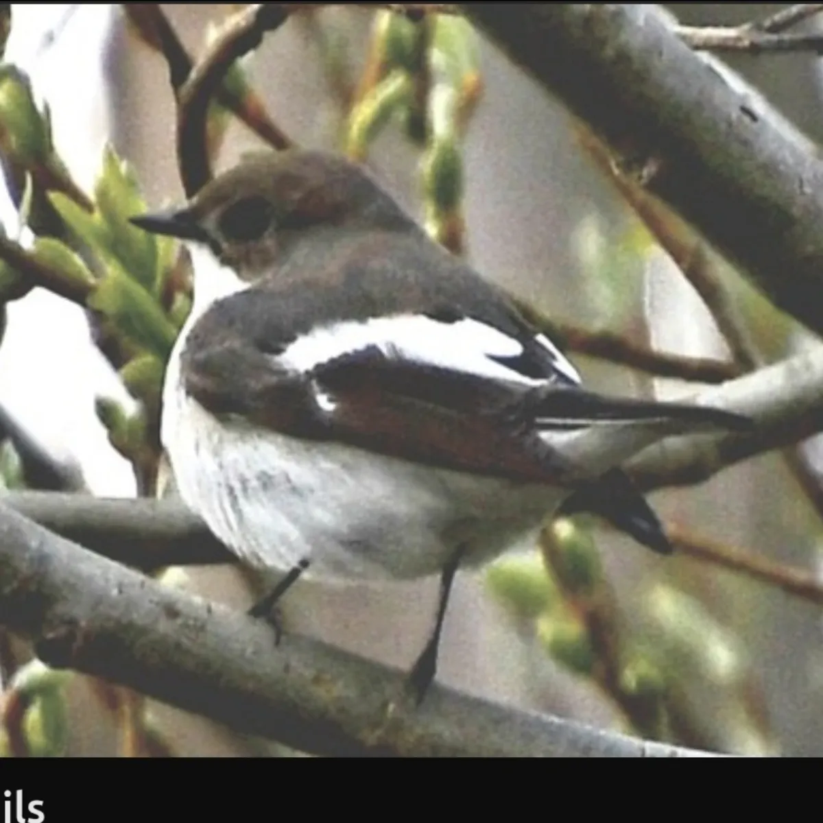 Spotted European Pied Flycatcher