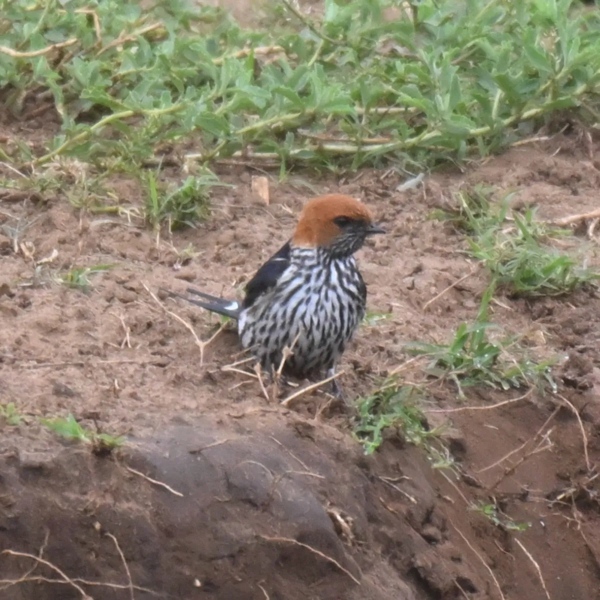 Spotted Lesser Striped Swallow