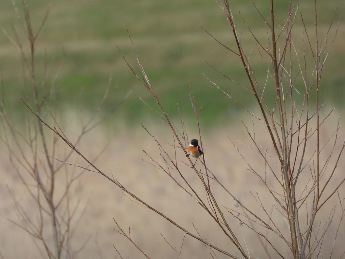 Spotted European Stonechat