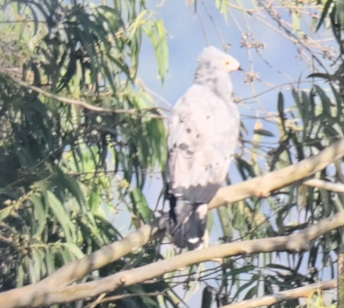 Spotted African Harrier-Hawk