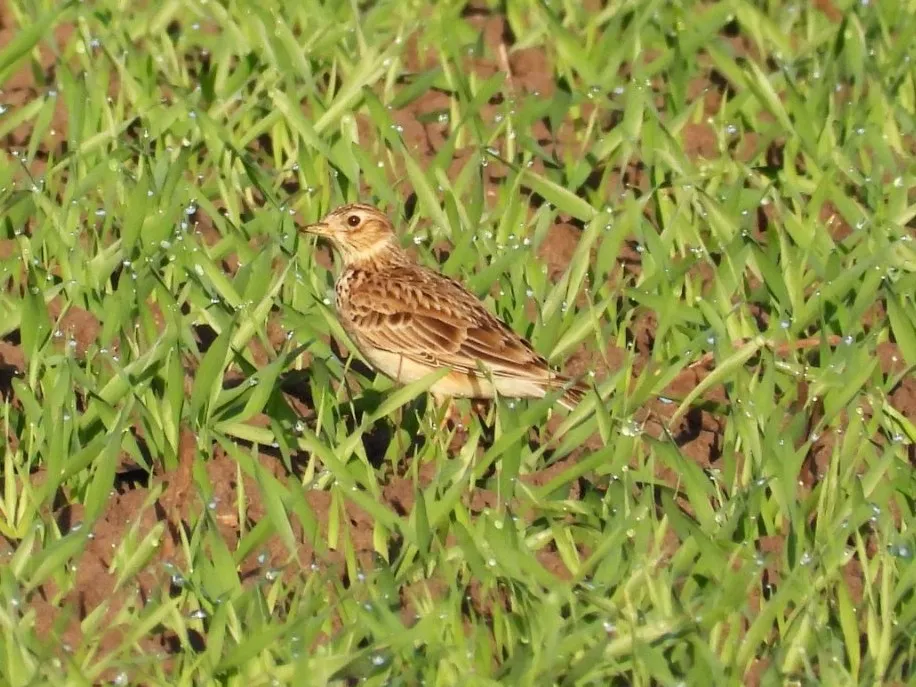 Gespotte Veldleeuwerik