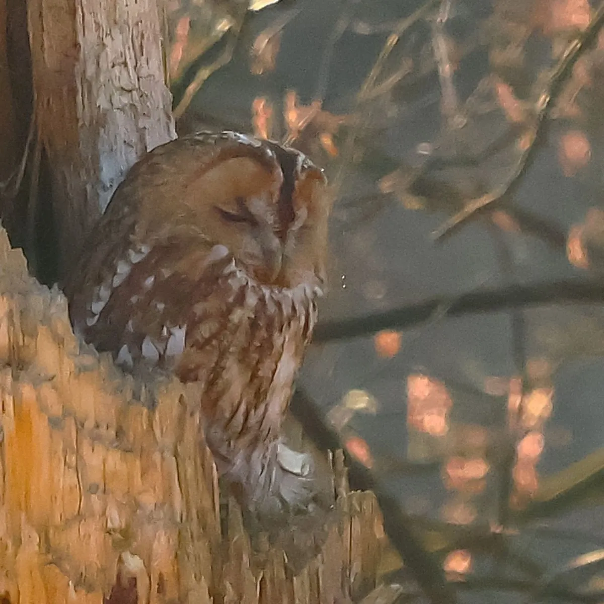 Spotted Tawny Owl