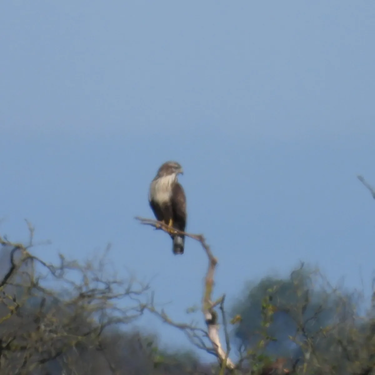 Waargenomen Buizerd