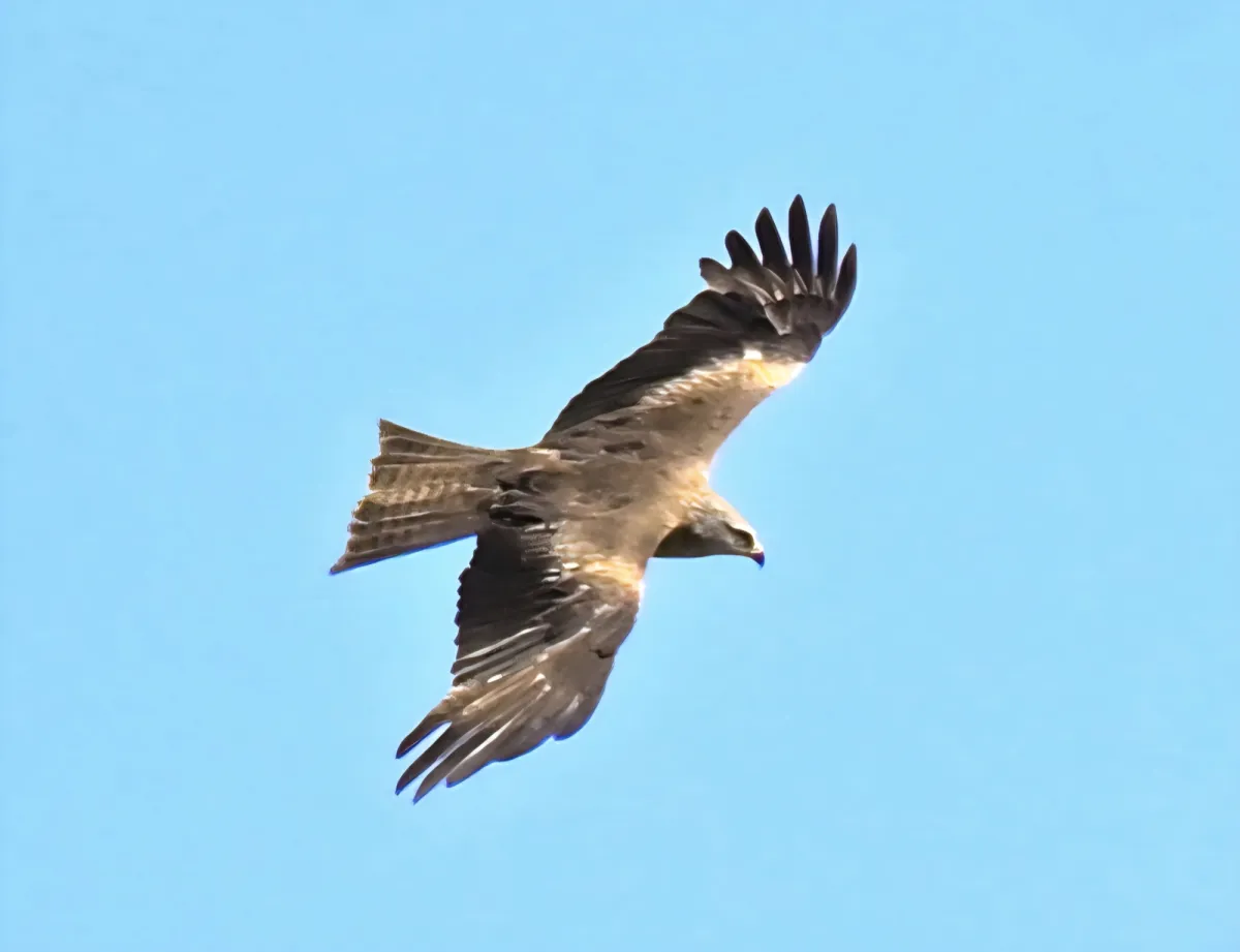 Spotted Black Kite