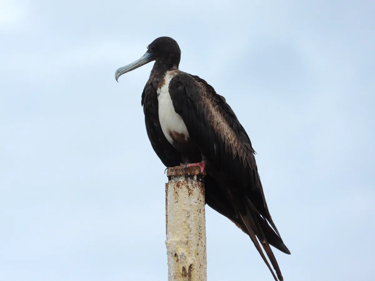 Waargenomen Amerikaanse fregatvogel