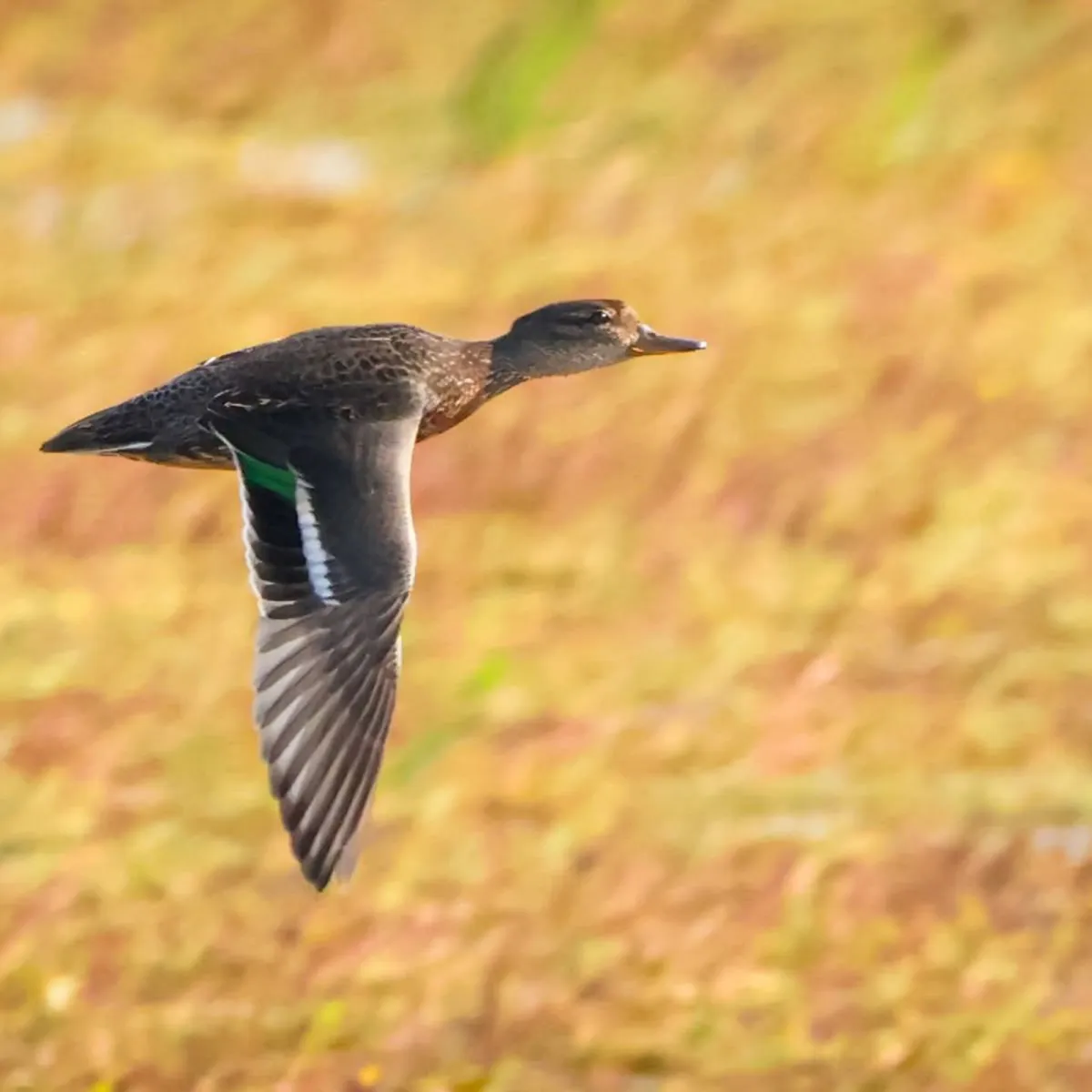 Spotted Green-winged Teal
