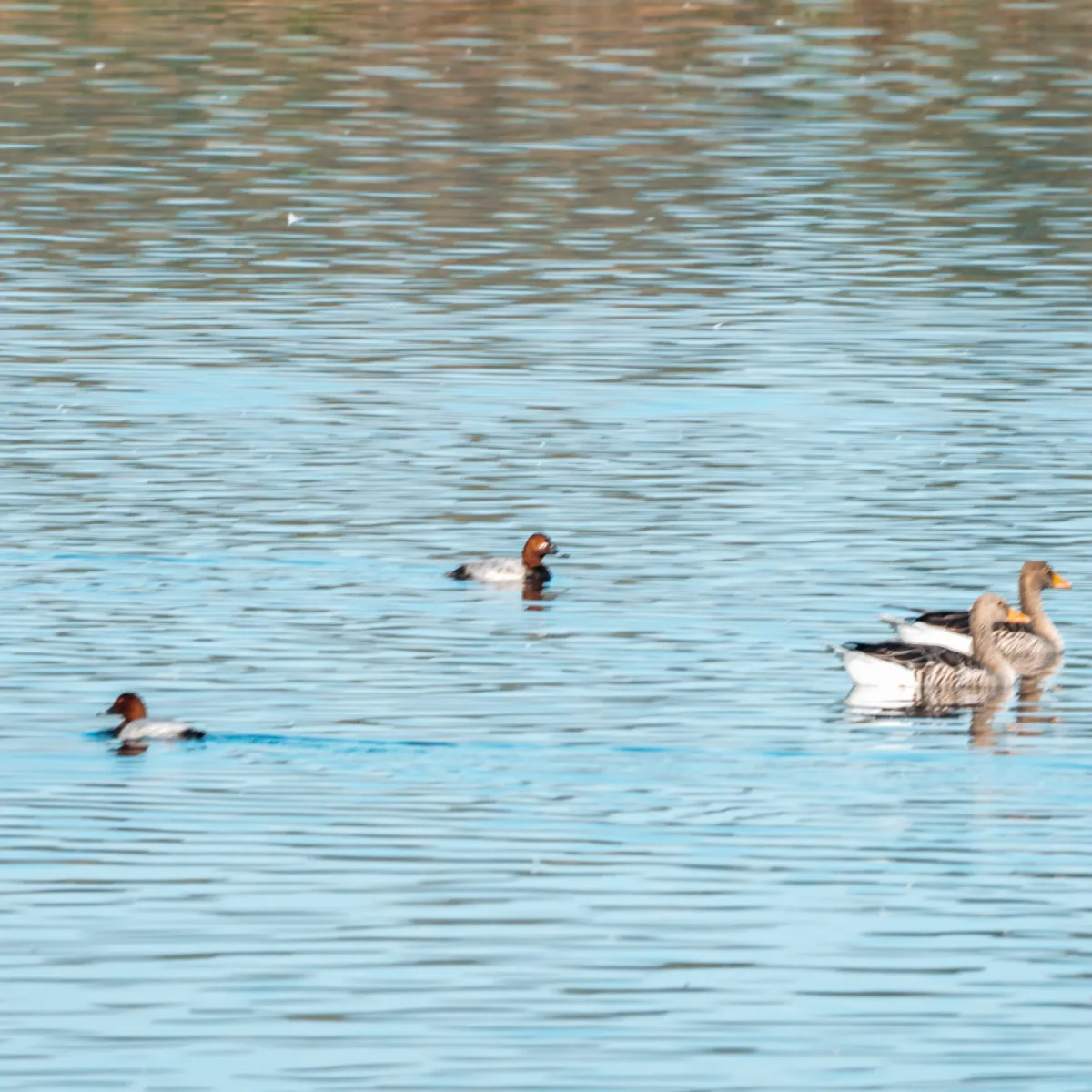 Spotted Common Pochard