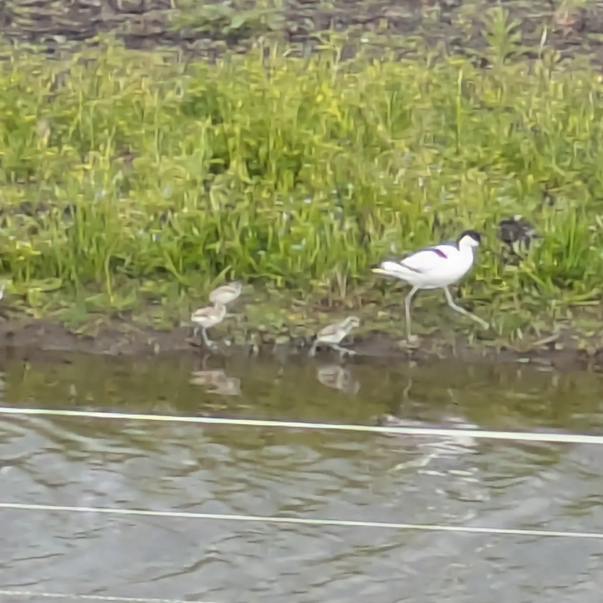 Spotted Pied Avocet
