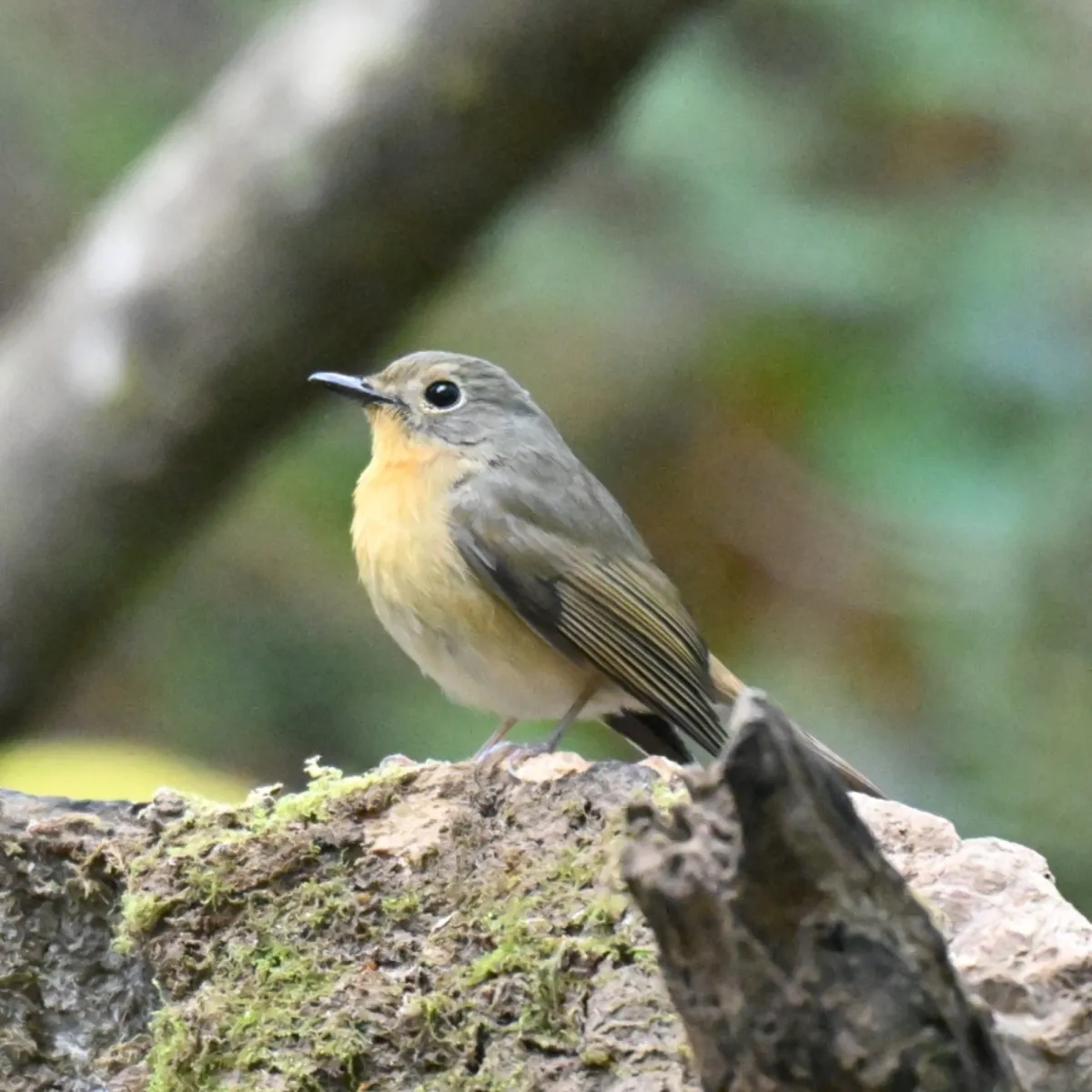 Spotted Hill Blue Flycatcher