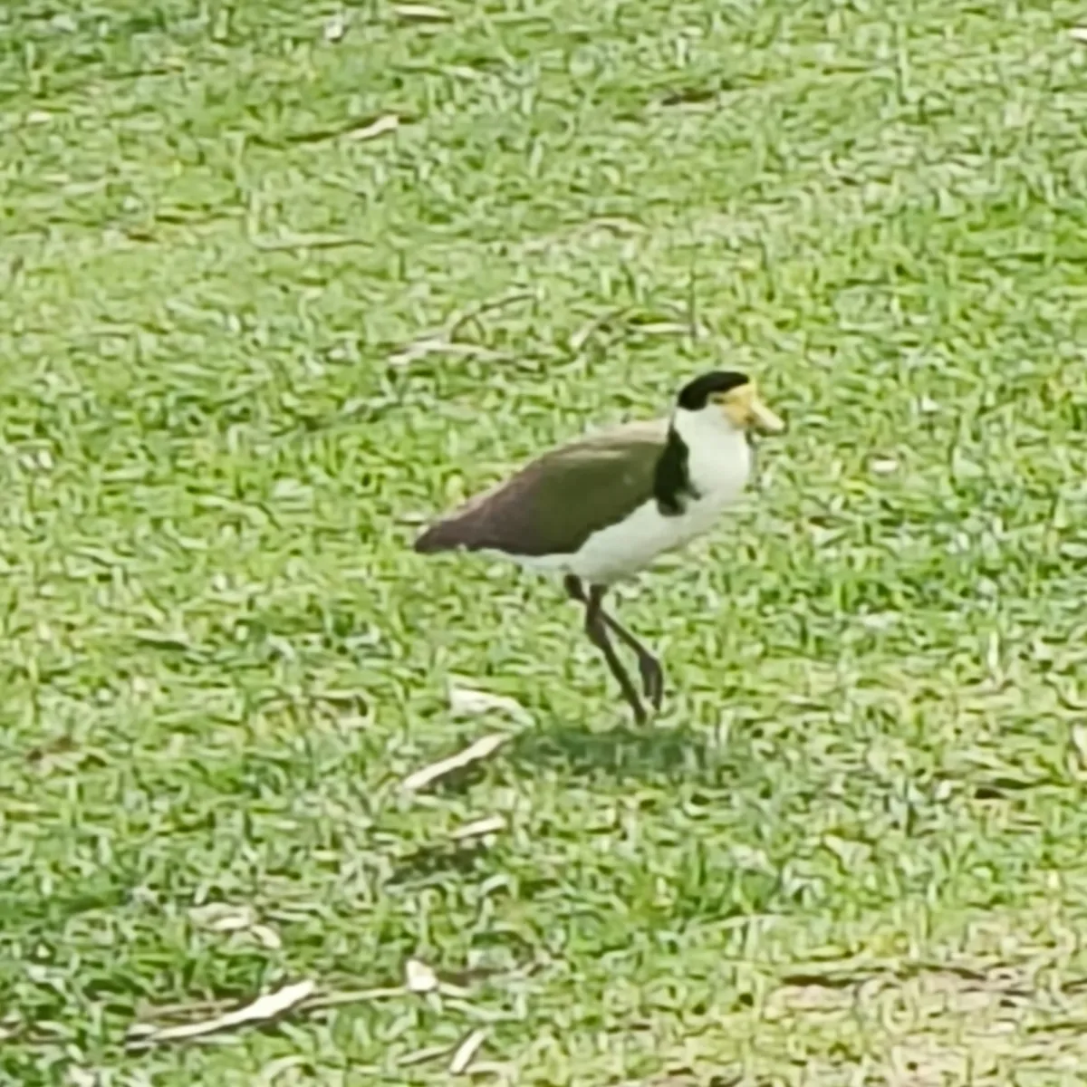 Spotted Masked Lapwing