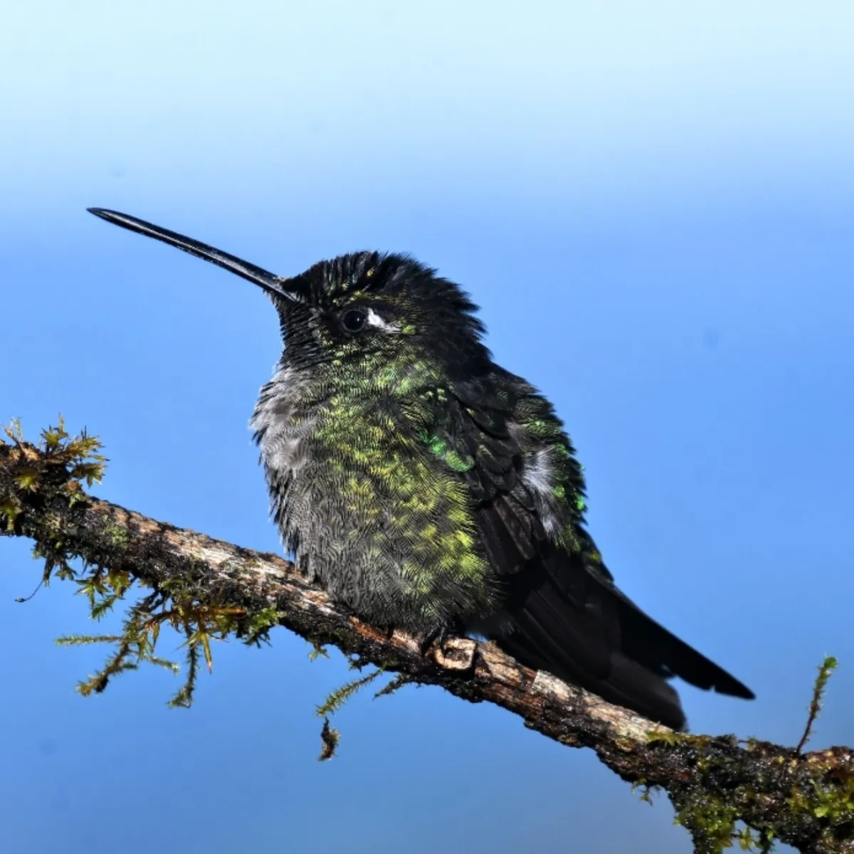 Gespotte Talamancakolibrie