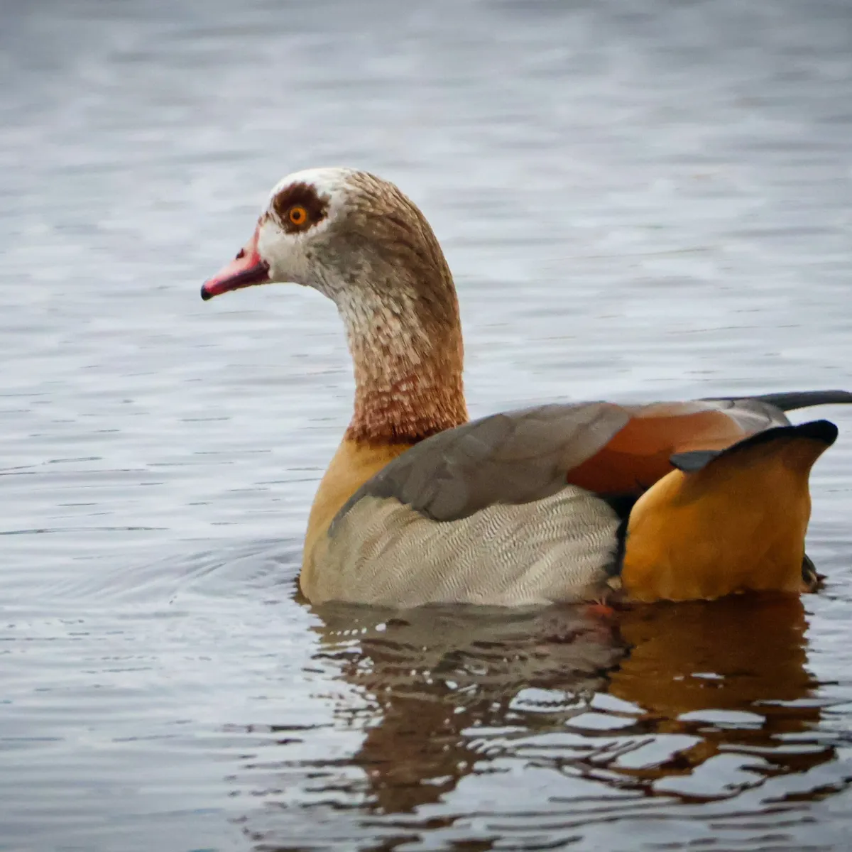 Spotted Egyptian Goose