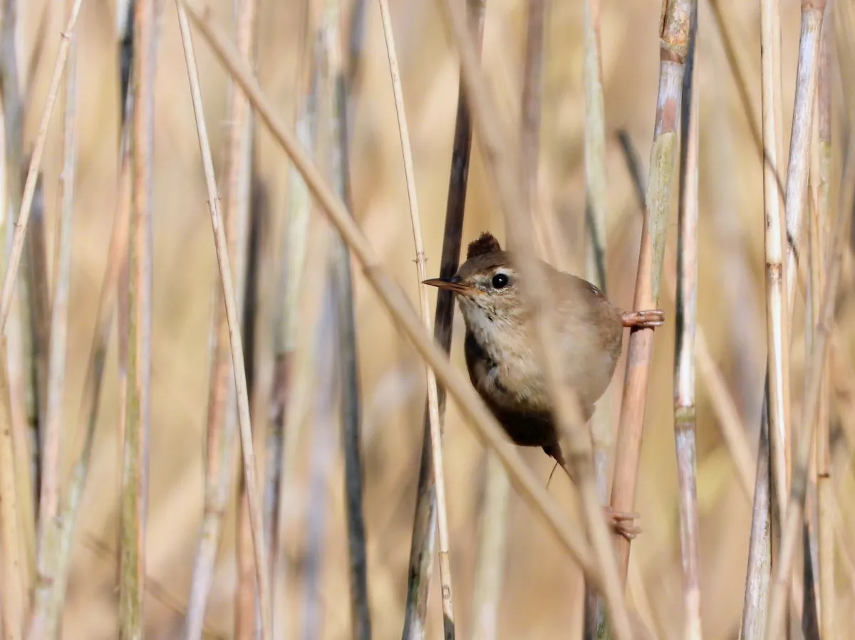 Spotted Eurasian Wren