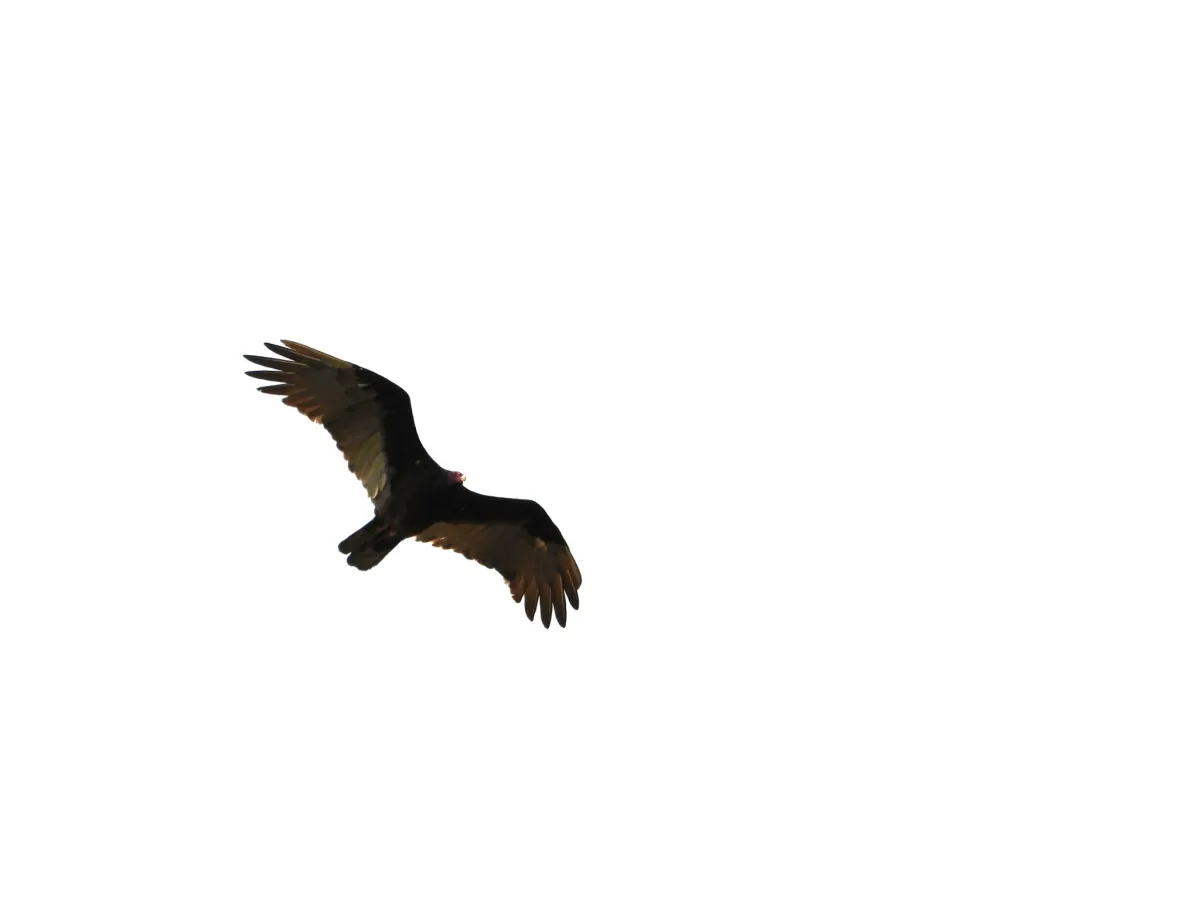 Spotted Turkey Vulture