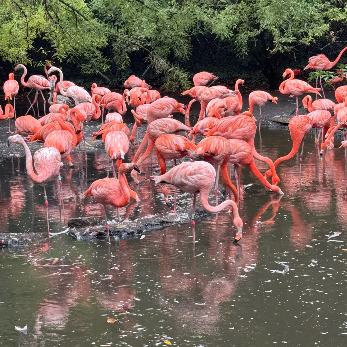 Waargenomen Flamingo