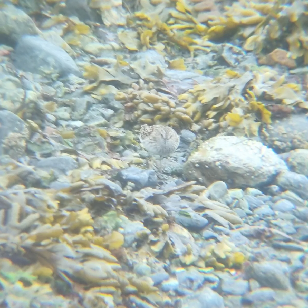 Spotted Least Sandpiper