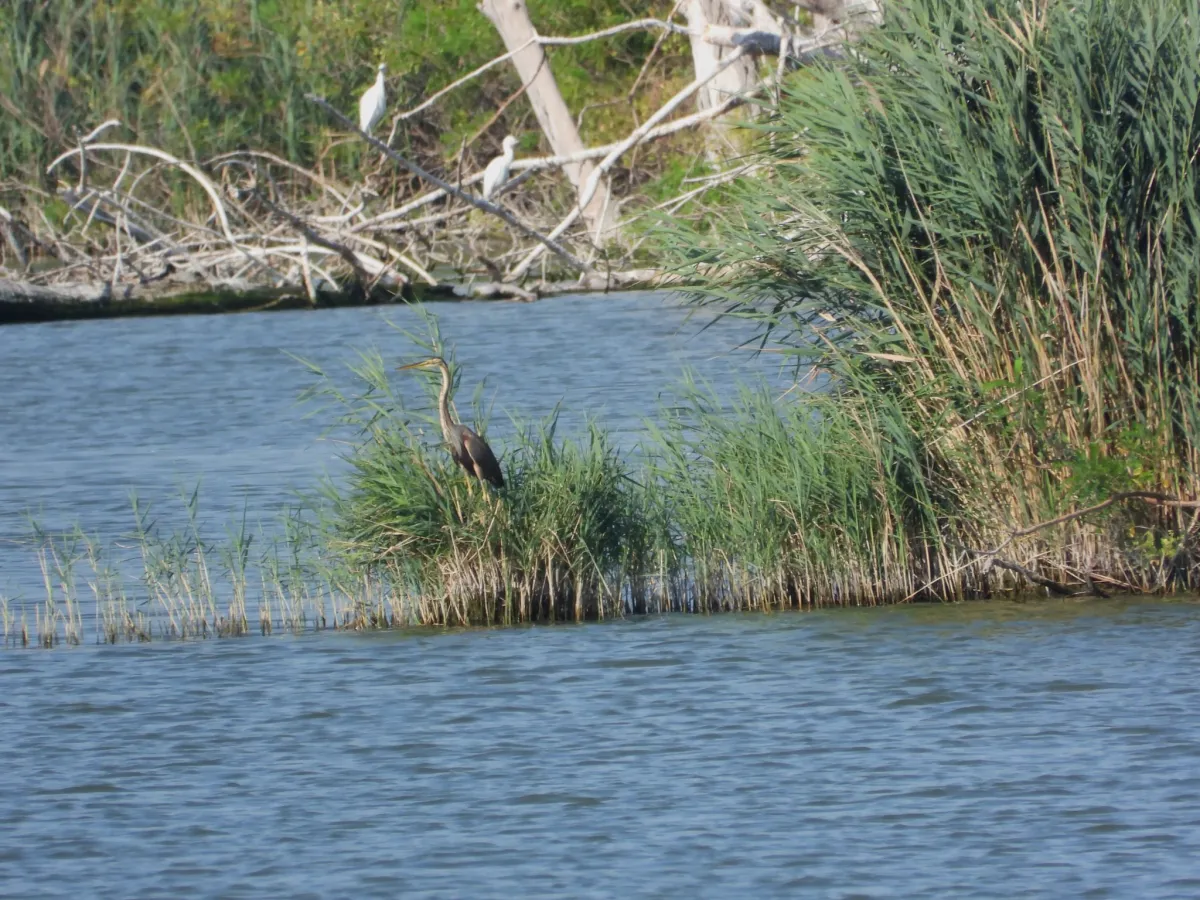 Waargenomen Purperreiger