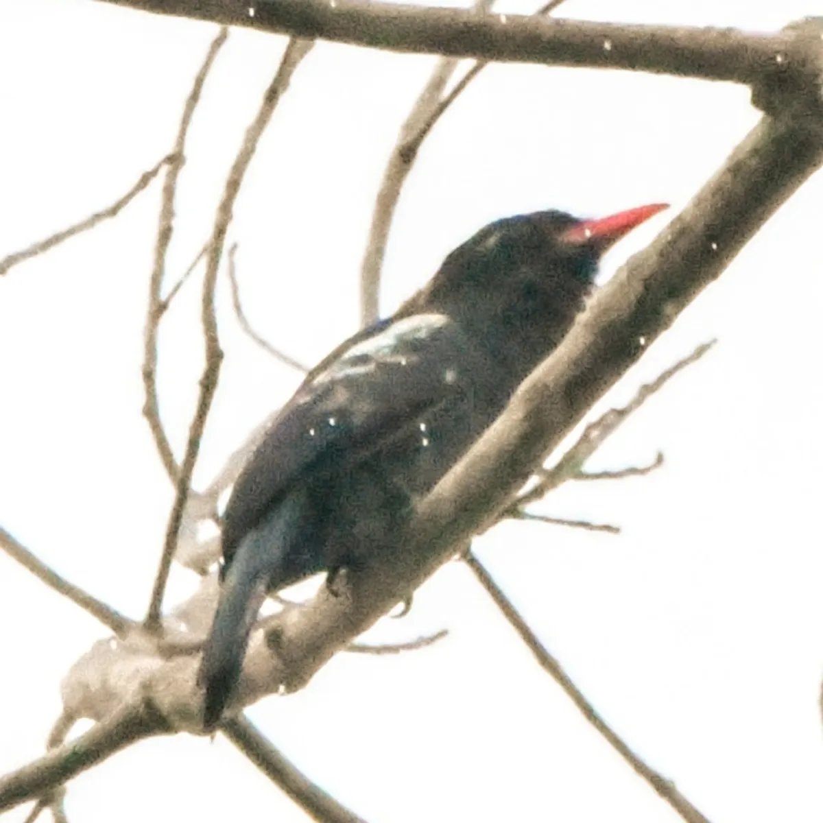 Spotted Black Nunbird