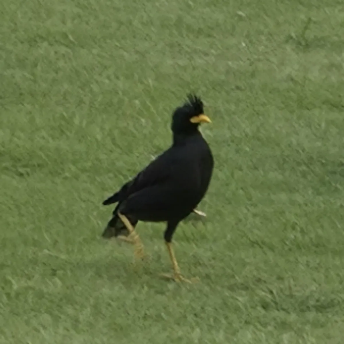 Gespotte Grote maina