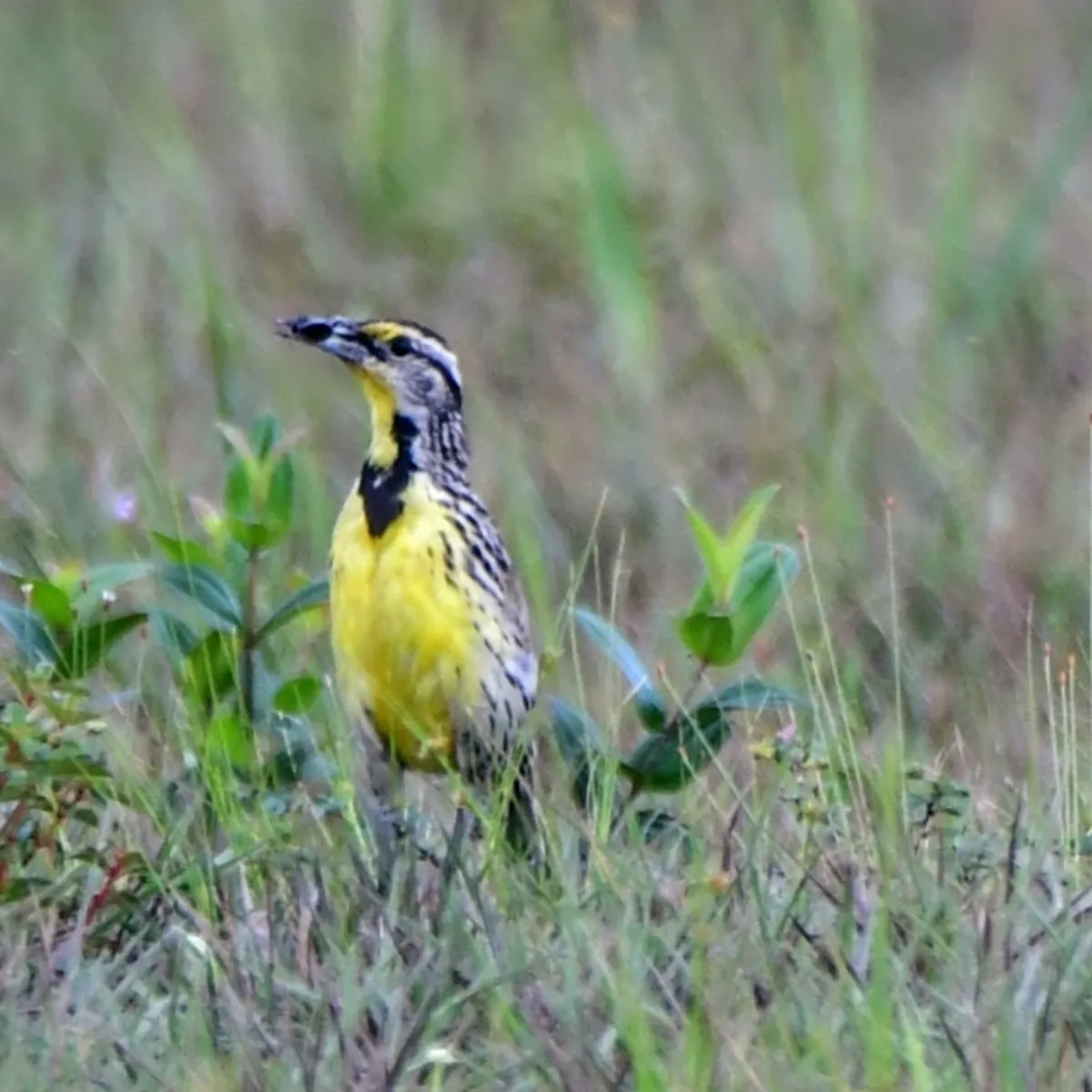 Spotted Eastern Meadowlark