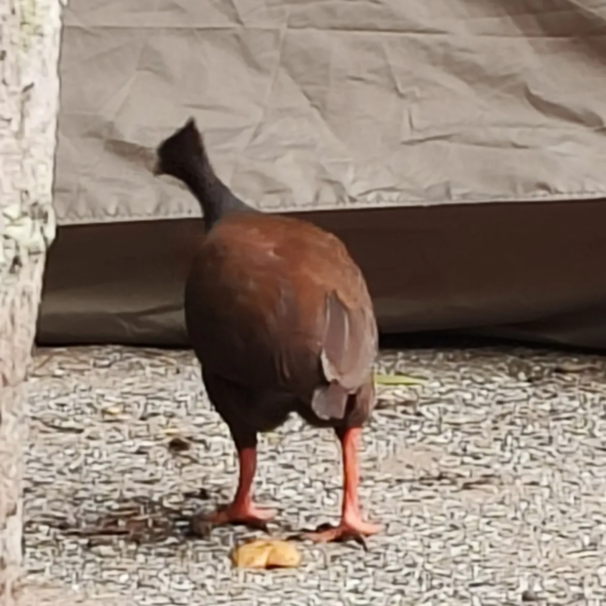 Spotted Orange-footed Megapode