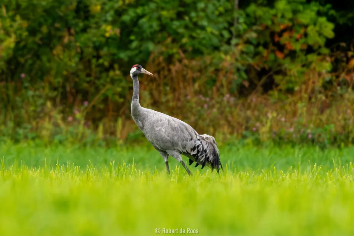 Waargenomen Kraanvogel