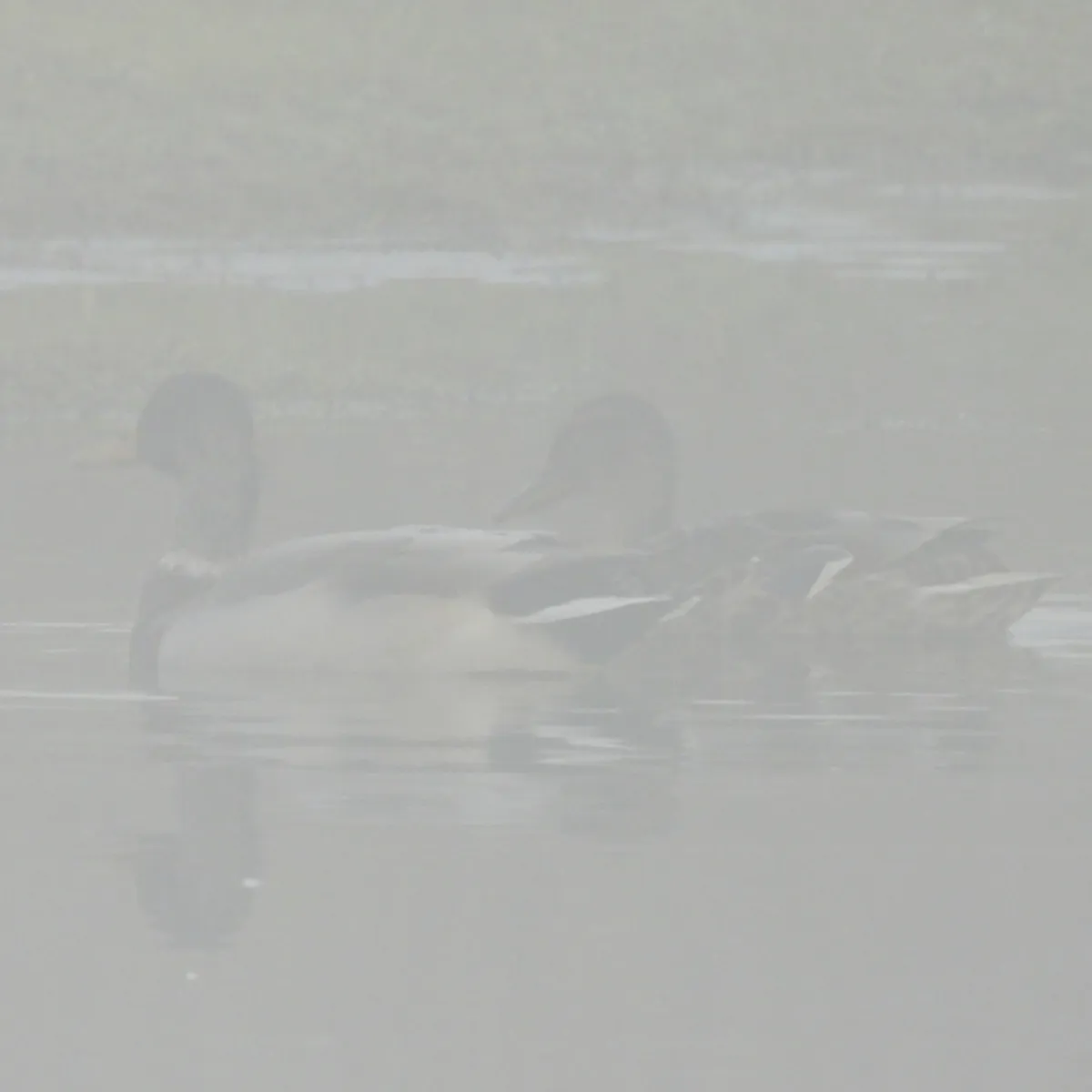Spotted Mallard
