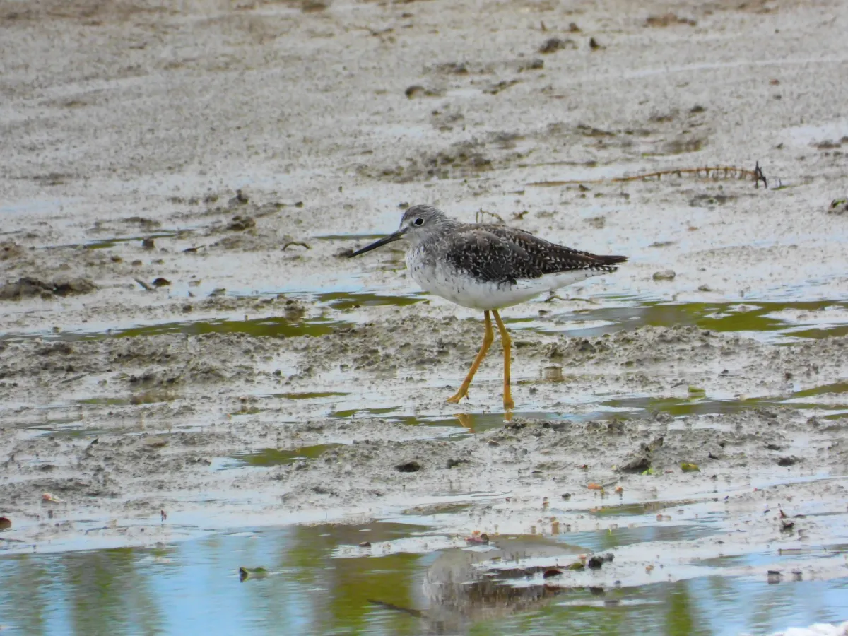 Spotted Greater Yellowlegs
