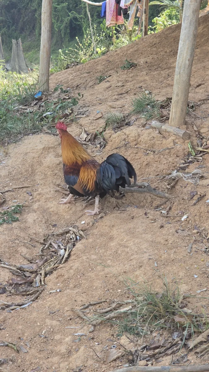 Gespotte Bankivahoen