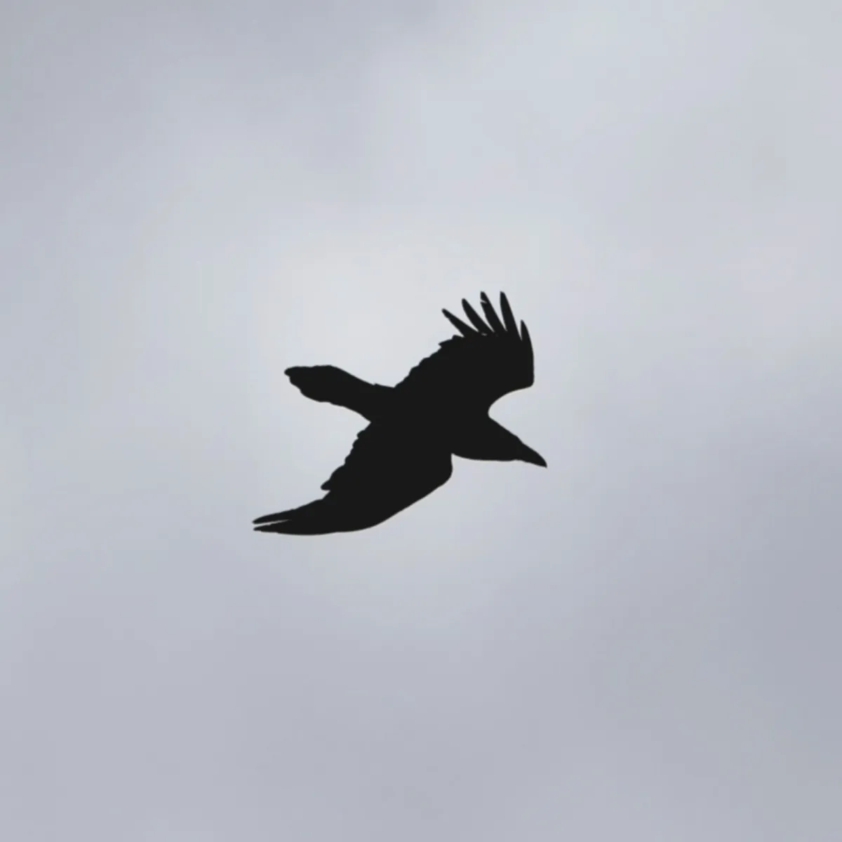 Spotted Common Raven