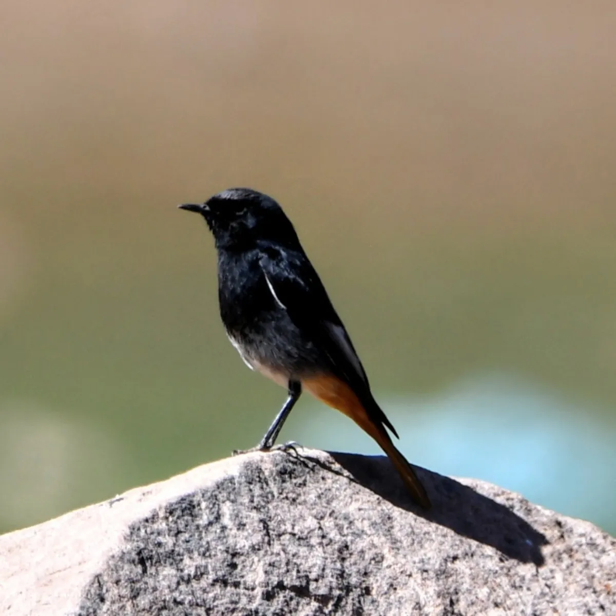 Gespotte Zwarte roodstaart