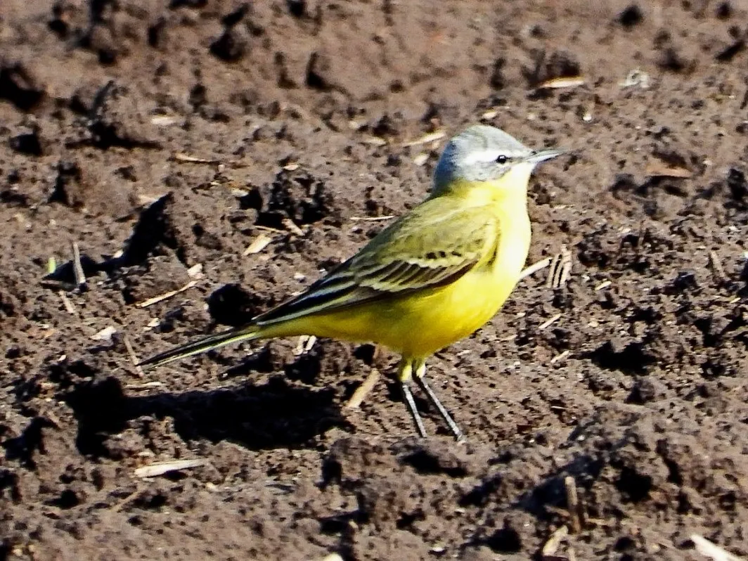 Gespotte Gele kwikstaart