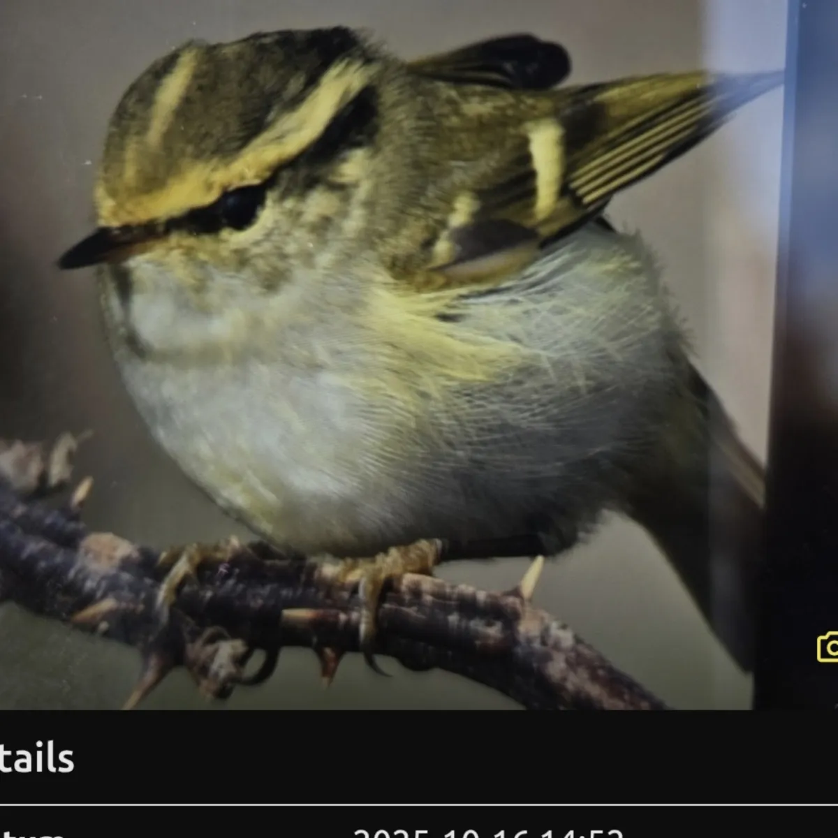 Spotted Pallas's Leaf Warbler