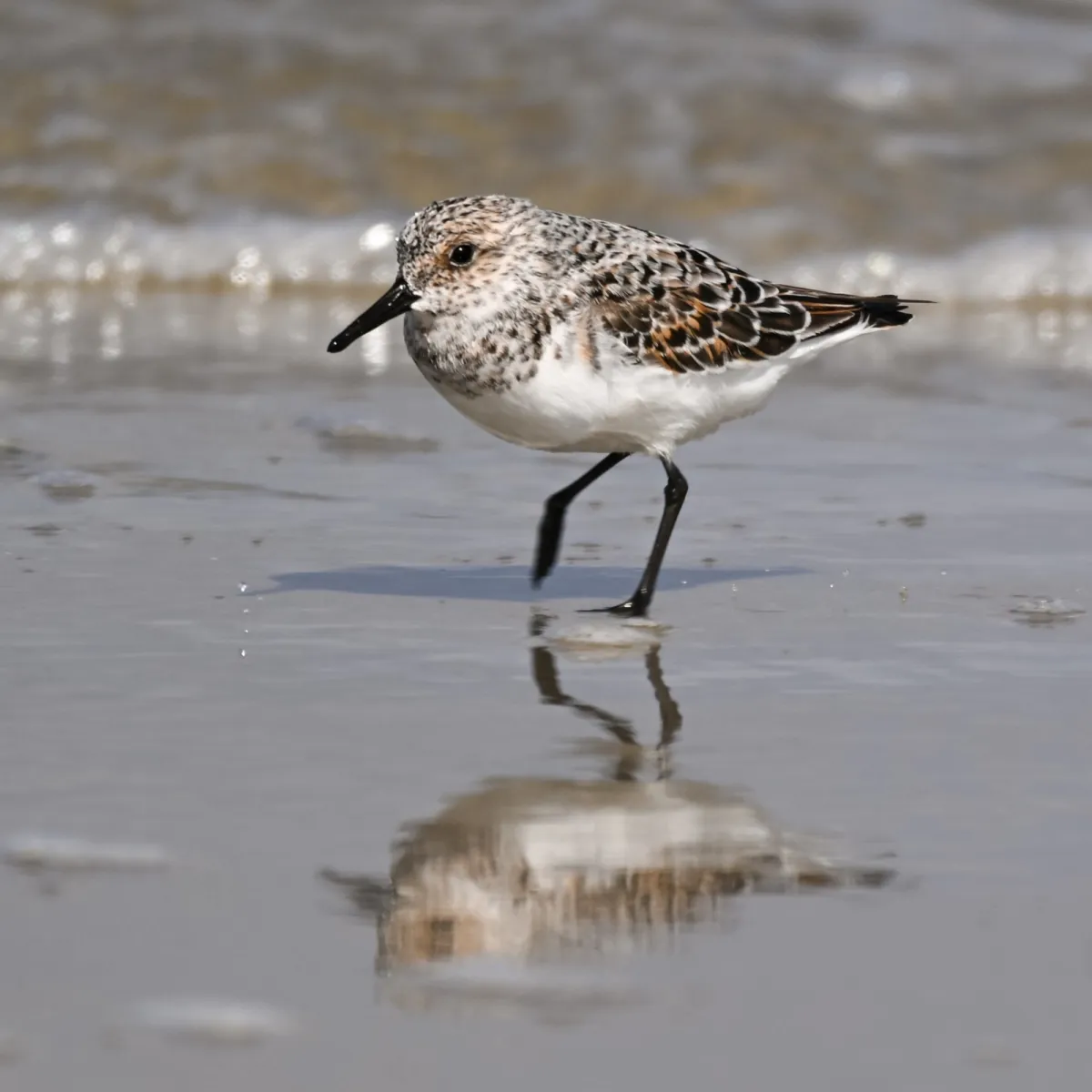 Spotted Sanderling