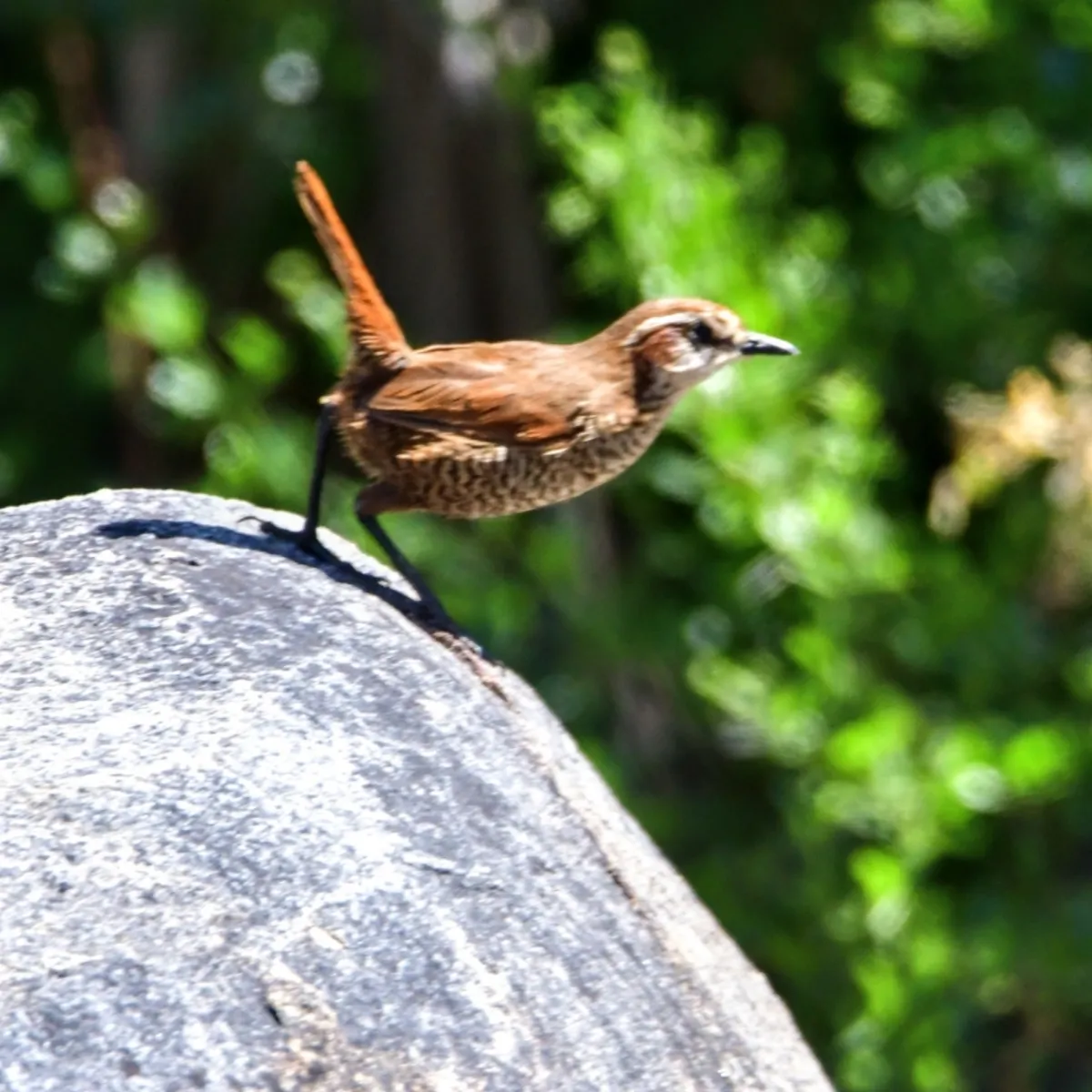 Spotted White-throated Tapaculo
