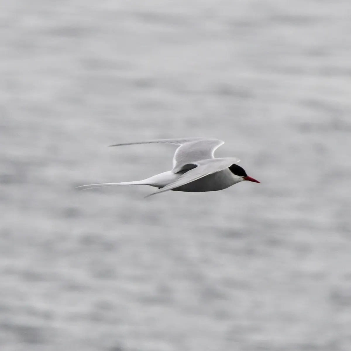 Gespotte Noordse stern